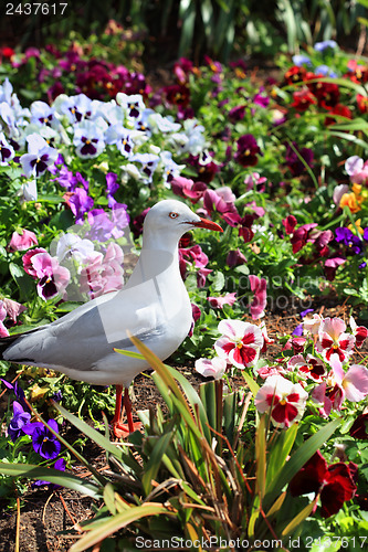 Image of Silver Gull in garden bed of pansies