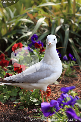 Image of Juvenile Silver Gull in garden