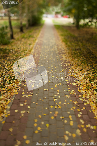 Image of autumn