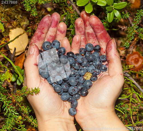 Image of Collect berries blueberries in the forest