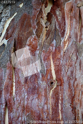 Image of sycamore tree texture