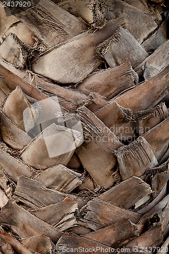 Image of palm tree trunk