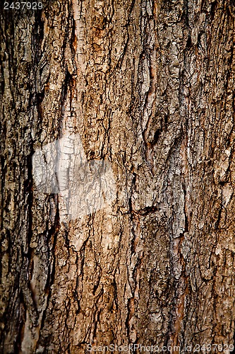 Image of old tree texture