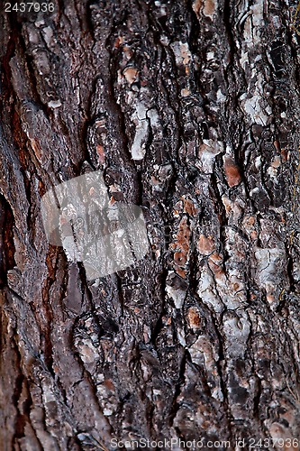 Image of old tree texture