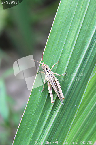 Image of Grey grasshopper on a green blade