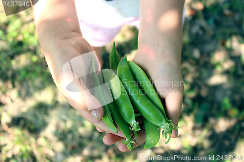 Image of pea pods in the hand