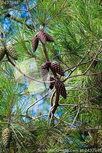Image of pine tree and cones