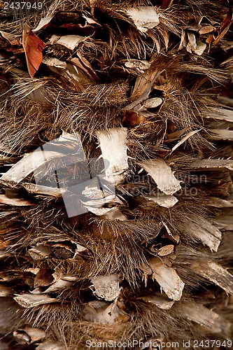 Image of palm tree trunk