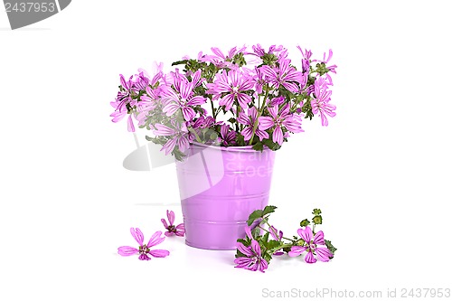 Image of wild violet flowers in bucket 