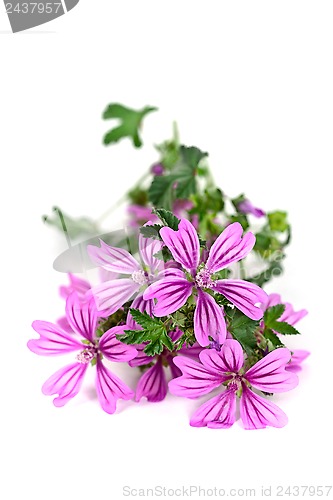 Image of wild violet flowers