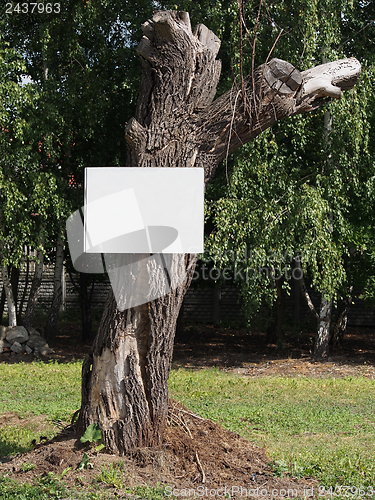 Image of Empty board on a tree