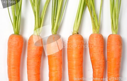 Image of Carrots on White