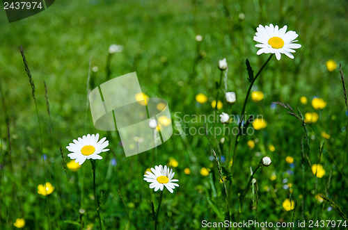 Image of Daisy delight