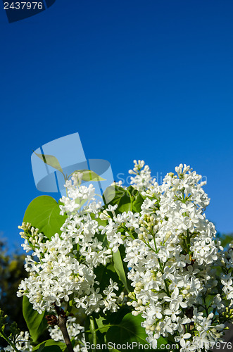 Image of White flowers