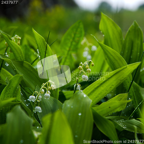 Image of After the rain