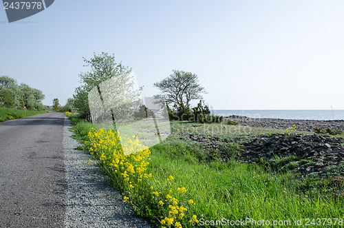 Image of Yellow roadside