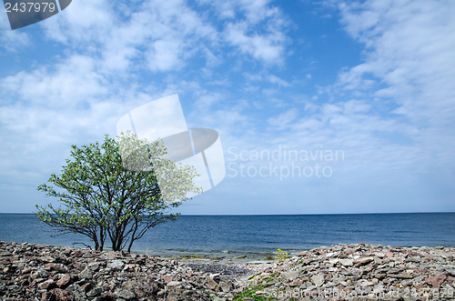 Image of Lone tree at coast