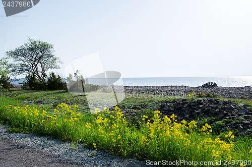 Image of Rapeseed at roadside