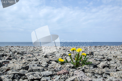 Image of Solitaire dandelion