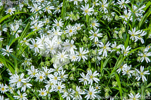 Image of Carpet of white flowers