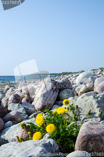 Image of Yellow flowers by stones