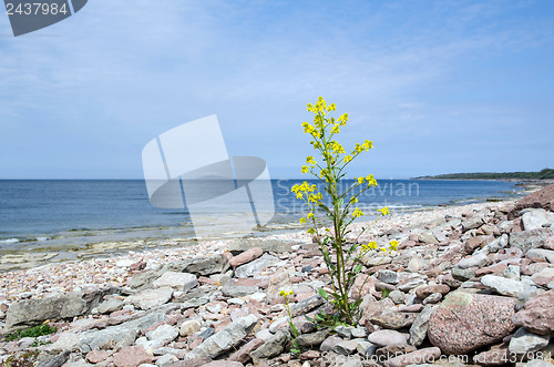 Image of Rapeseed flower at coast