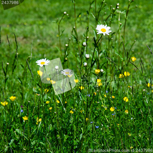 Image of Group of Daisies