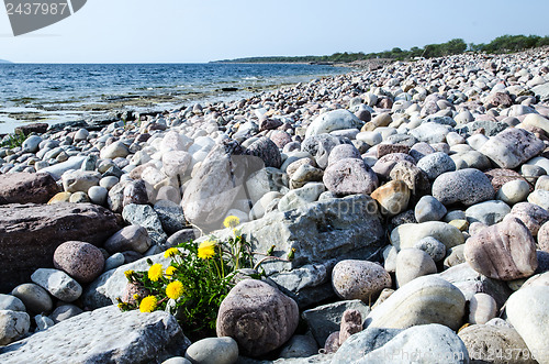 Image of Dandelion among stones