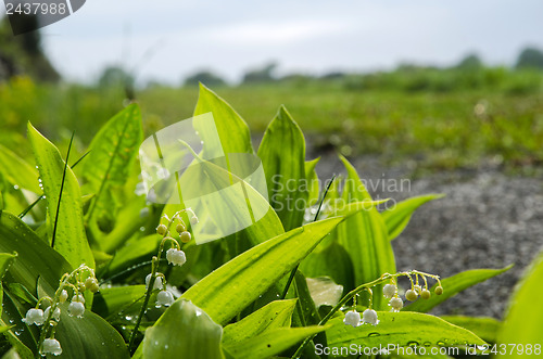 Image of Lily of the Valley with rain drops