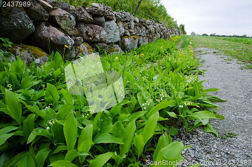 Image of Lily of the Valley 