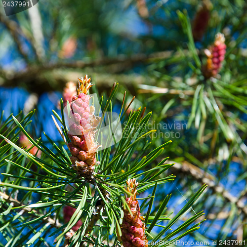 Image of Pine tree blossom