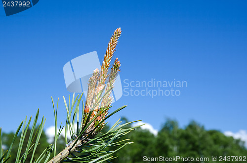 Image of Tree shoots