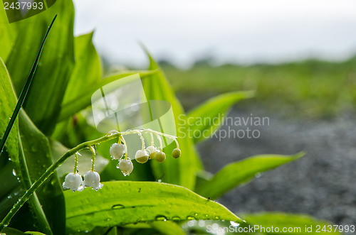 Image of Lily of the Valley closeup