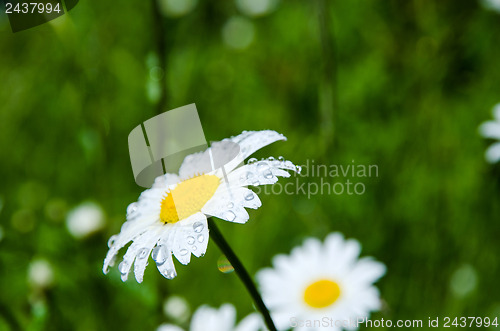 Image of Daisy with raindrops