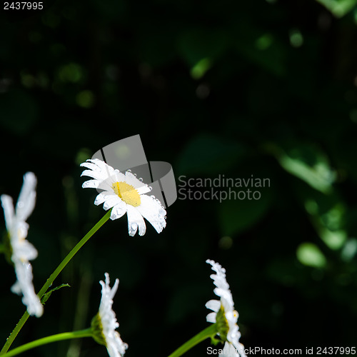 Image of Daisies at dark background