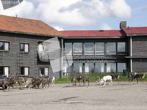 Image of Reindeer herd