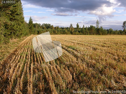 Image of Harvested rye field