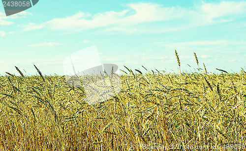 Image of wheat field