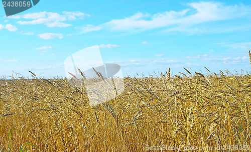 Image of wheat field