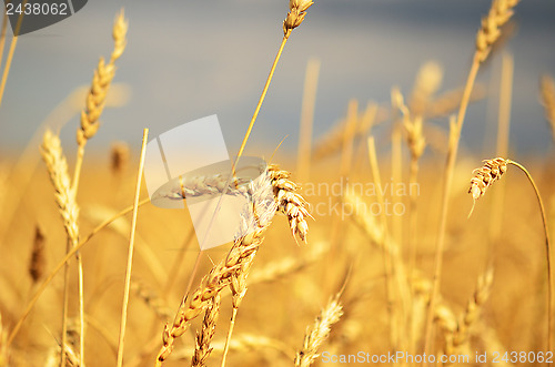 Image of ripe wheat