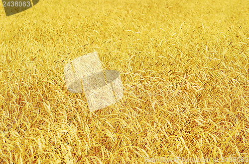 Image of wheat field