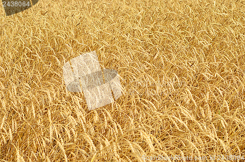 Image of wheat field