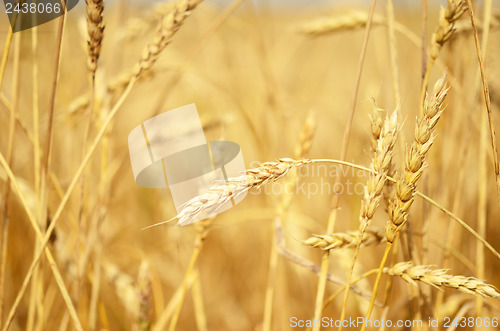 Image of wheat field