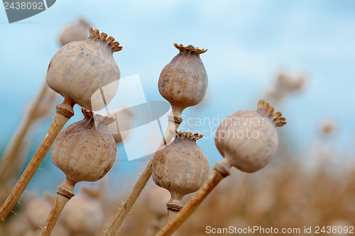 Image of Detail of tree poppyheads on the field 