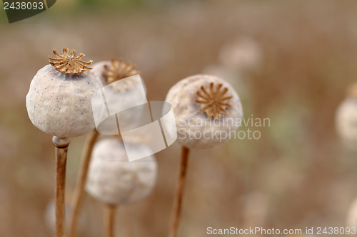 Image of Detail of tree poppyheads on the field 