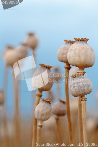 Image of Detail of tree poppyheads on the field 