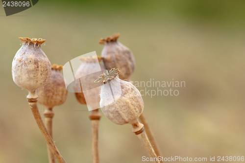 Image of Detail of tree poppyheads on the field 