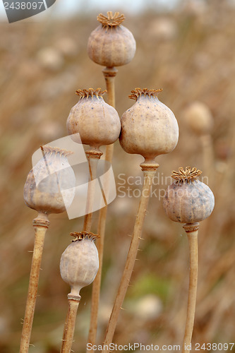 Image of Detail of tree poppyheads on the field 