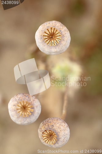 Image of Detail of tree poppyheads on the field 