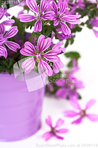 Image of wild violet flowers in bucket